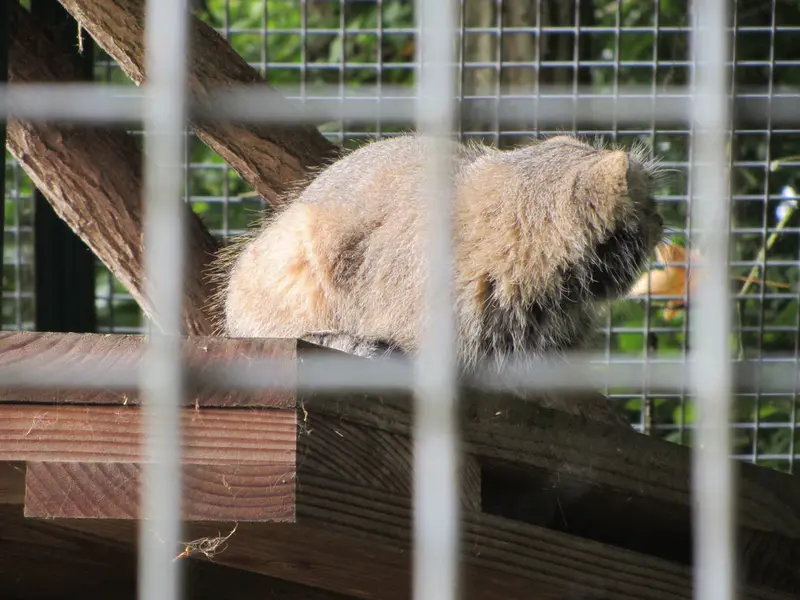 ザールブリュッケン動物園のカール・ハインツの写真