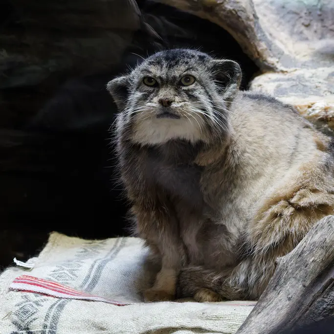 恩賜上野動物園のプリームラの写真