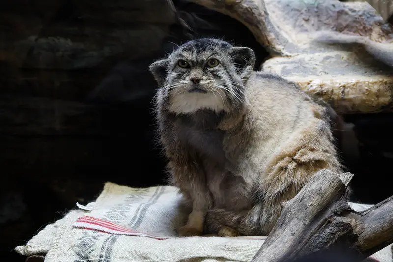 恩賜上野動物園のプリームラの写真