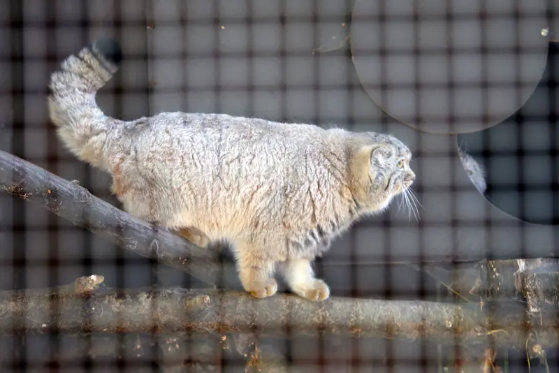 コシツェ動物園のアラニとアラニの子（2026年生まれ）Ⅰの写真