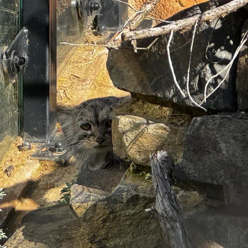 プラハ動物園のプリンセッサの写真