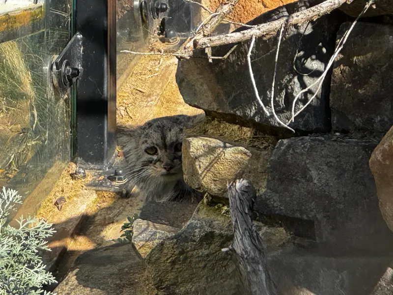 プラハ動物園のプリンセッサの写真