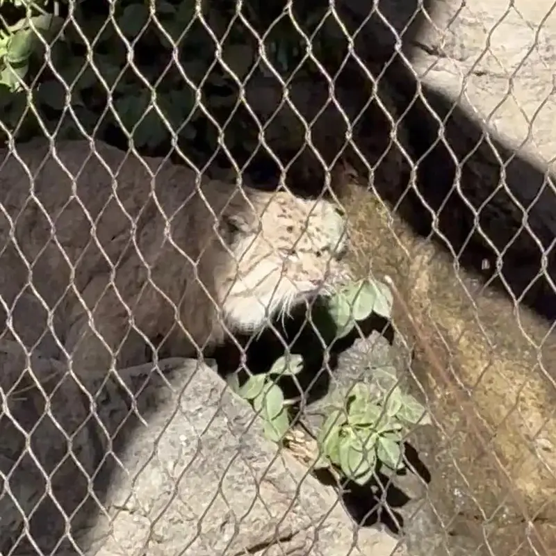 プロスペクト・パーク動物園のマヌルネコの写真