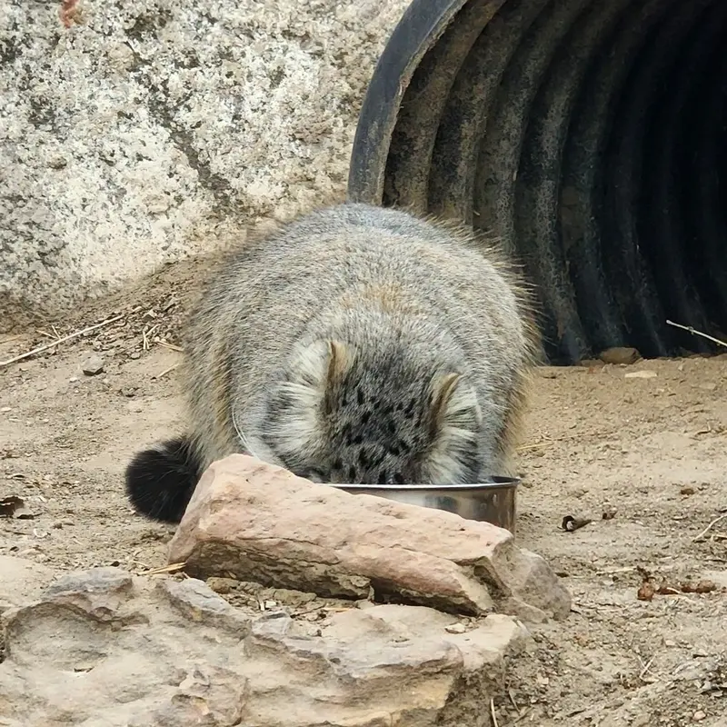 プエブロ動物園のオリーブの写真
