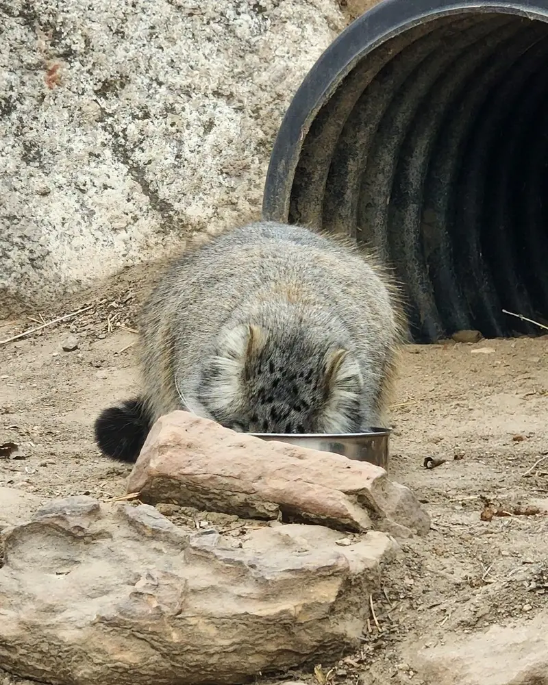 プエブロ動物園のオリーブの写真
