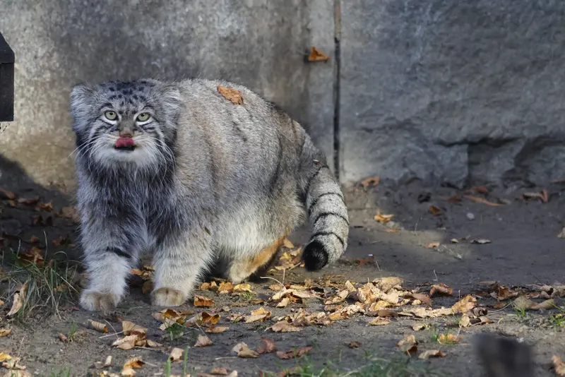 モスクワ動物園のティモフェイの写真