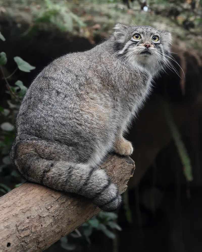 神戸どうぶつ王国のオトの写真