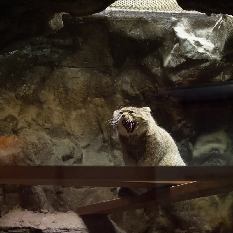 恩賜上野動物園のプリームラの写真