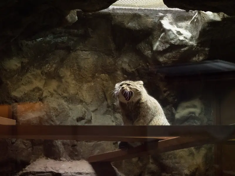 恩賜上野動物園のプリームラの写真