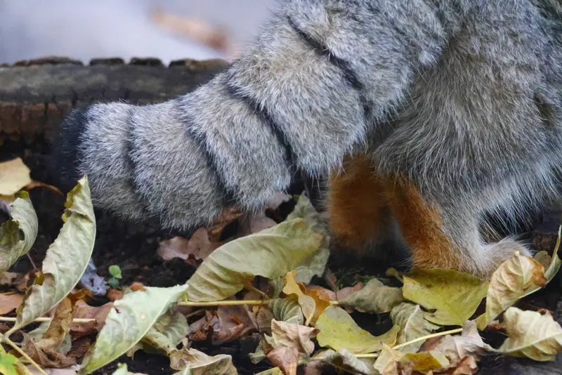 モスクワ動物園のティモフェイの写真