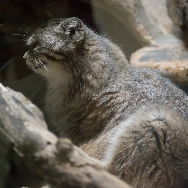 Ueno Zoological Gardensのプリームラの写真