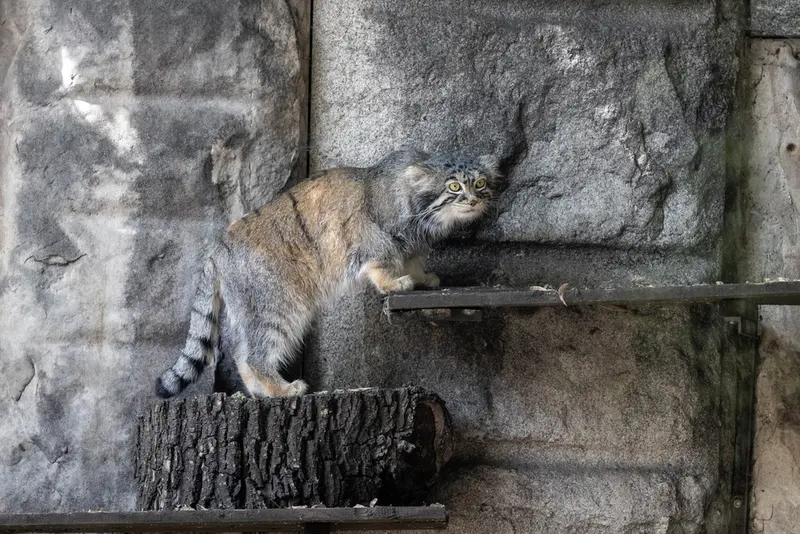 モスクワ動物園のティモフェイの写真