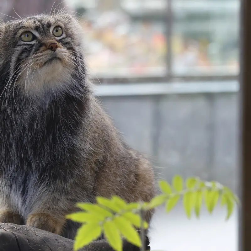 モスクワ動物園のティモフェイの写真