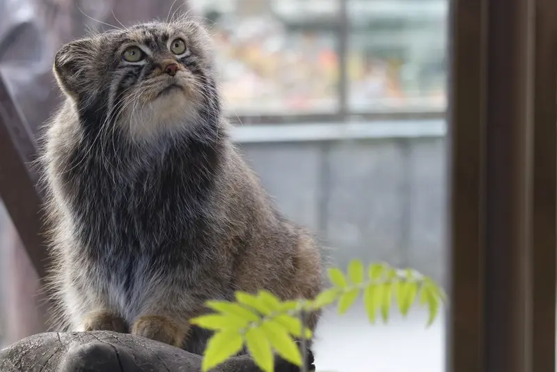モスクワ動物園のティモフェイの写真