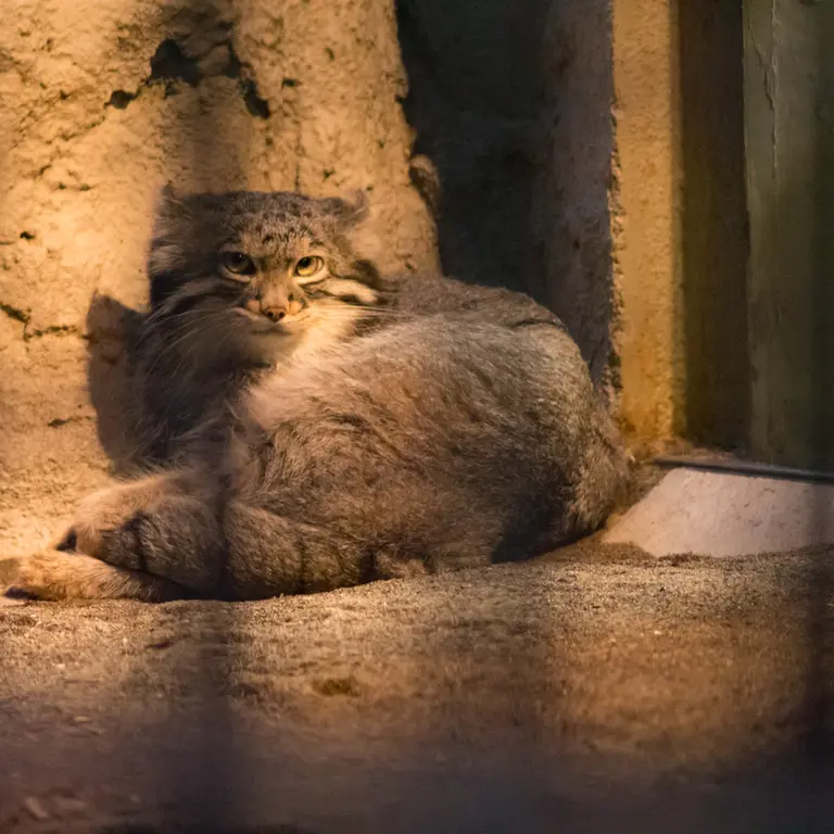 野毛山動物園のフィーガの写真