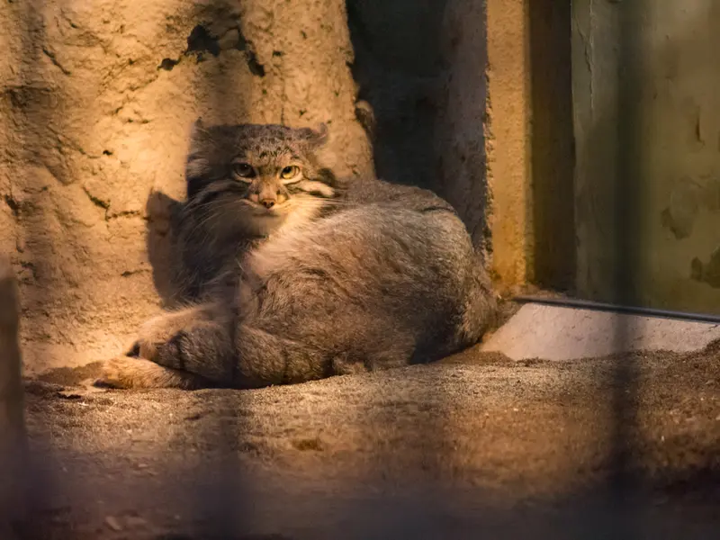 野毛山動物園のフィーガの写真