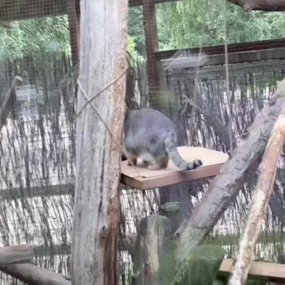 タリン動物園のマヌルネコの写真