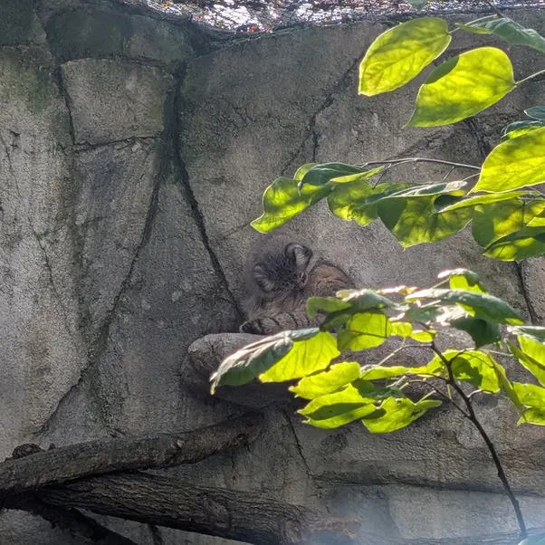 コロンバス動物園・水族館のティーナの写真