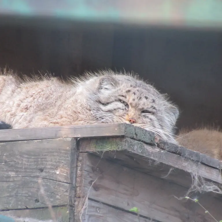 ブダペスト動物園・植物園のボフスの写真