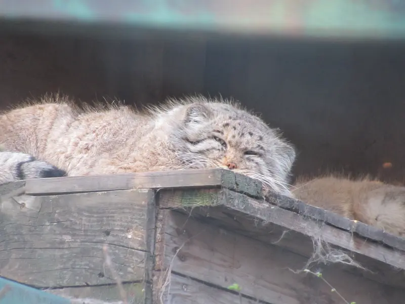 ブダペスト動物園・植物園のボフスの写真