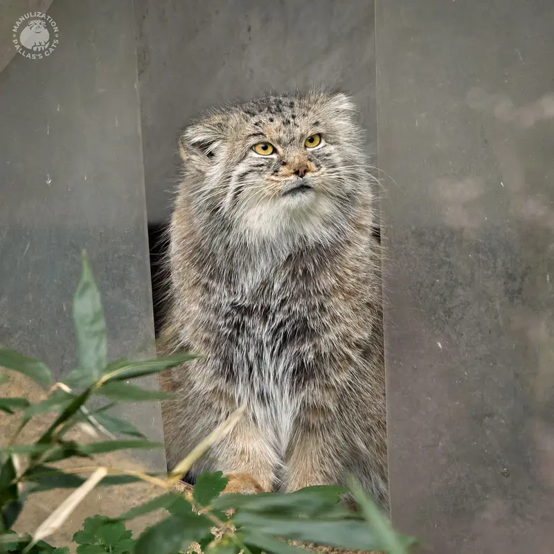 ヘラブルン動物園のスタブシの写真