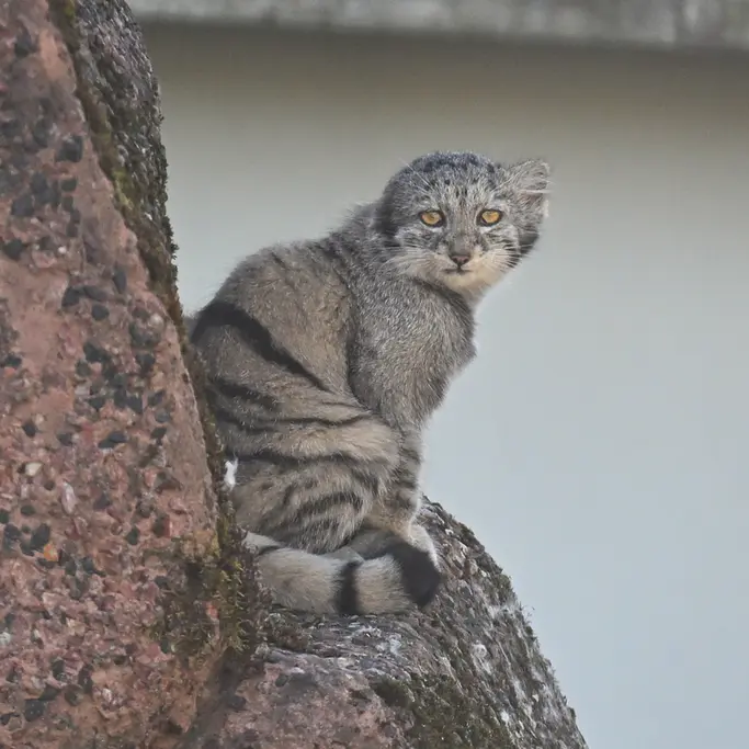 コルケアサーリ動物園のサイミの写真