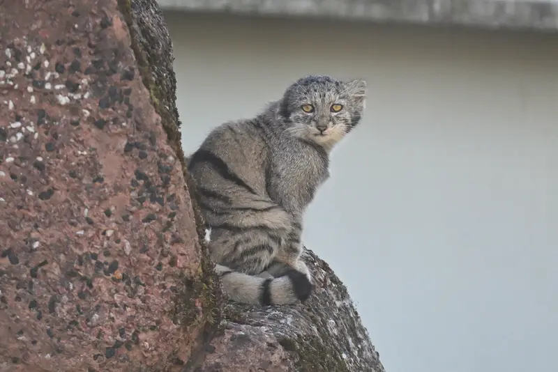 コルケアサーリ動物園のサイミの写真