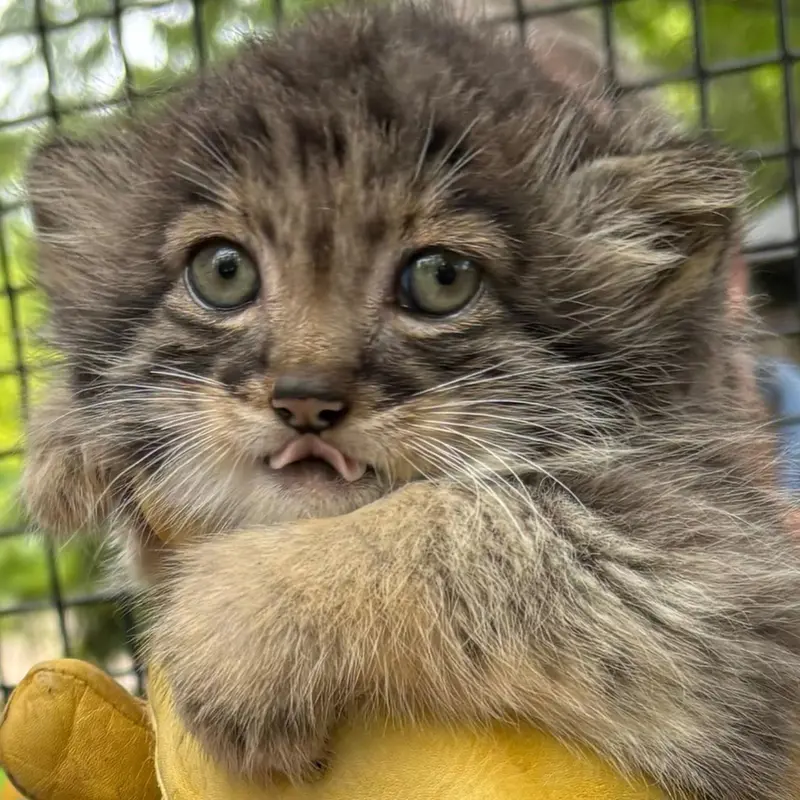 ニアイビ動物園のマヌルネコの写真