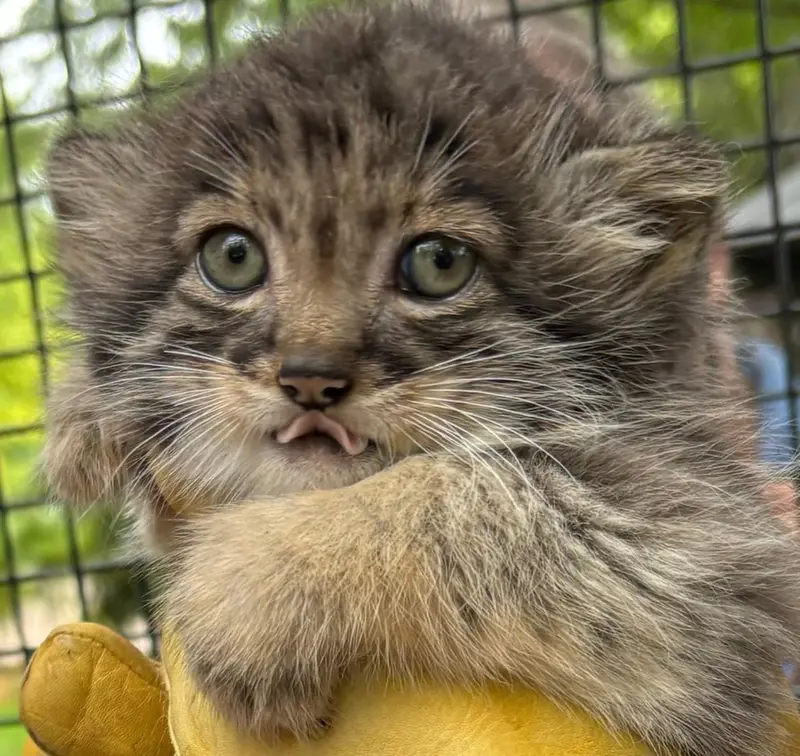 ニアイビ動物園のマヌルネコの写真