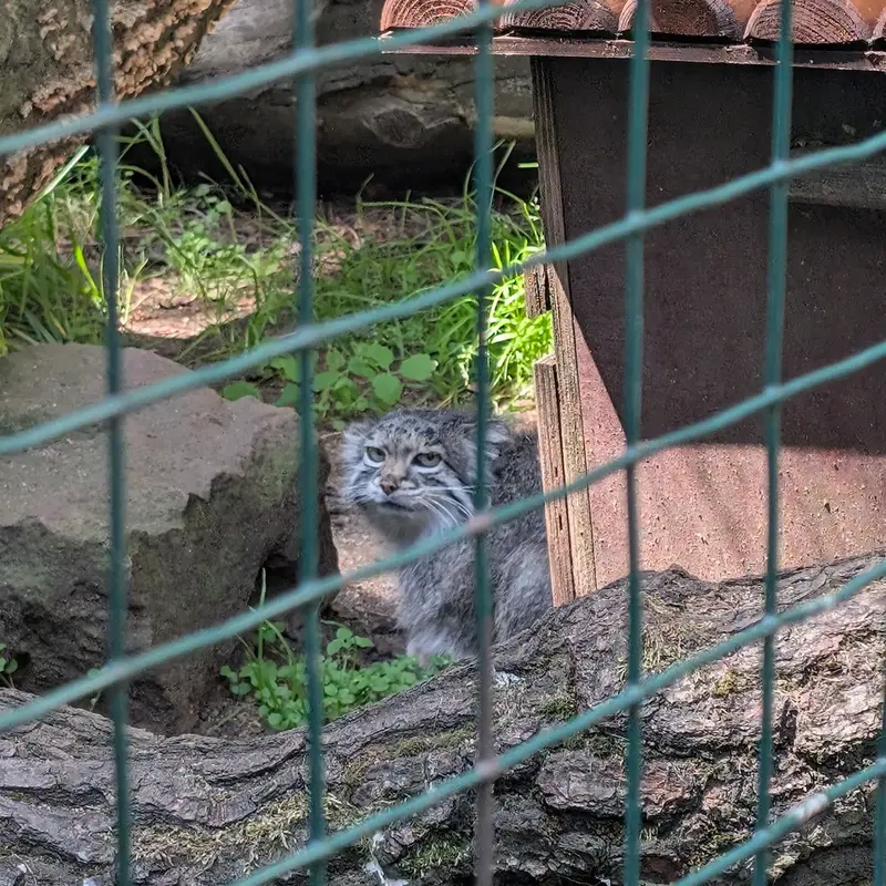 ホムトフ動物園のSiberian girlの写真