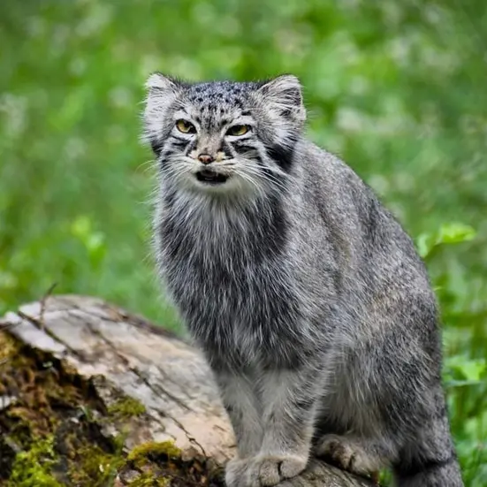 ニアビ動物園のイーヴィーの写真