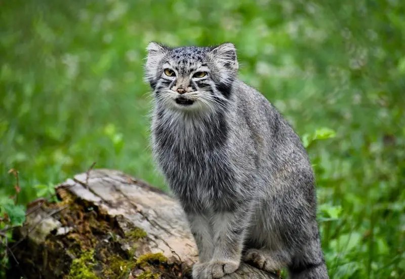 ニアビ動物園のイーヴィーの写真