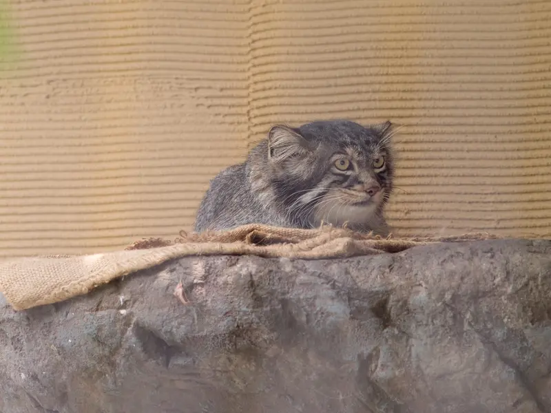 旭山動物園のヒデの写真