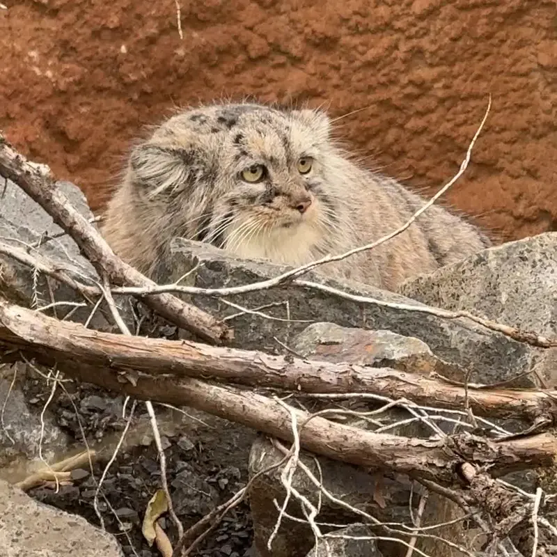 プラハ動物園のマヌルネコの写真