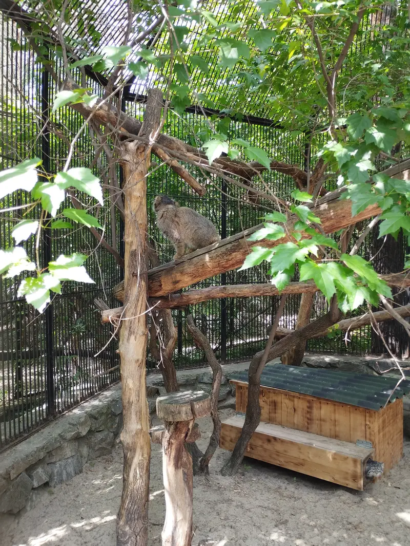 ノヴォシビルスク動物園のマヌルネコの写真