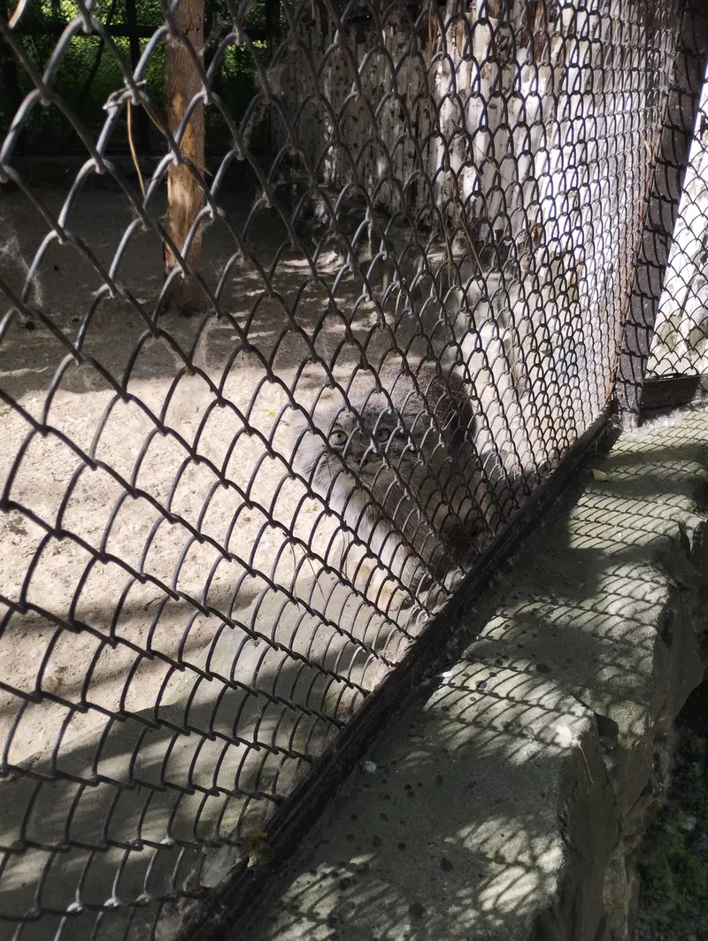 ノヴォシビルスク動物園のマヌルネコの写真