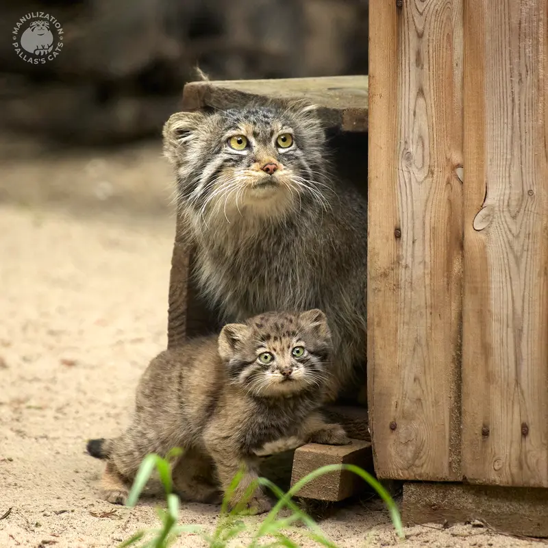 ノヴォシビルスク動物園のロロとビヤの写真