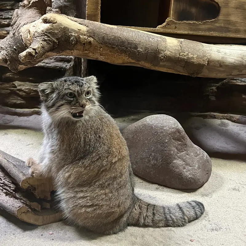 恩賜上野動物園のプリームラの写真