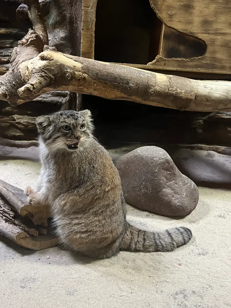 恩賜上野動物園のプリームラの写真