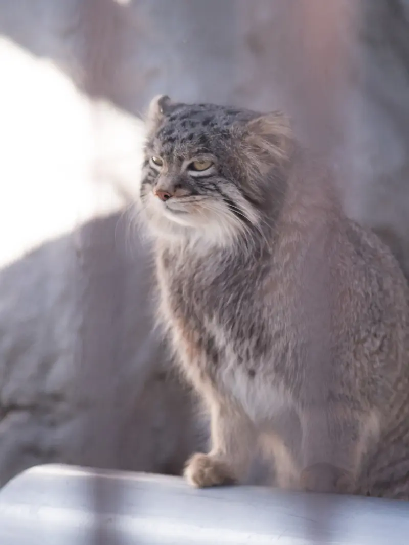 野毛山動物園のフィーガの写真