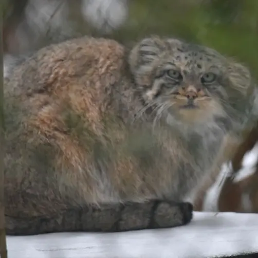 オペル動物園のフェイの写真