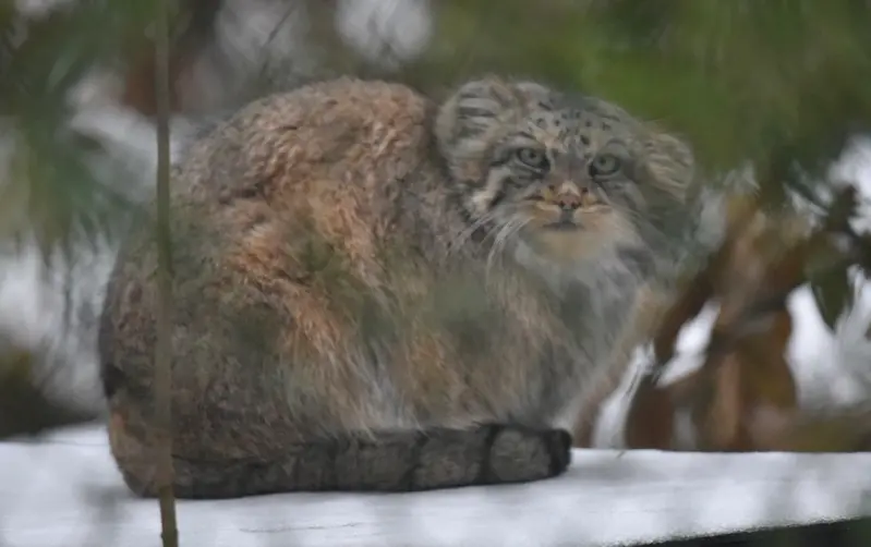 オペル動物園のフェイの写真