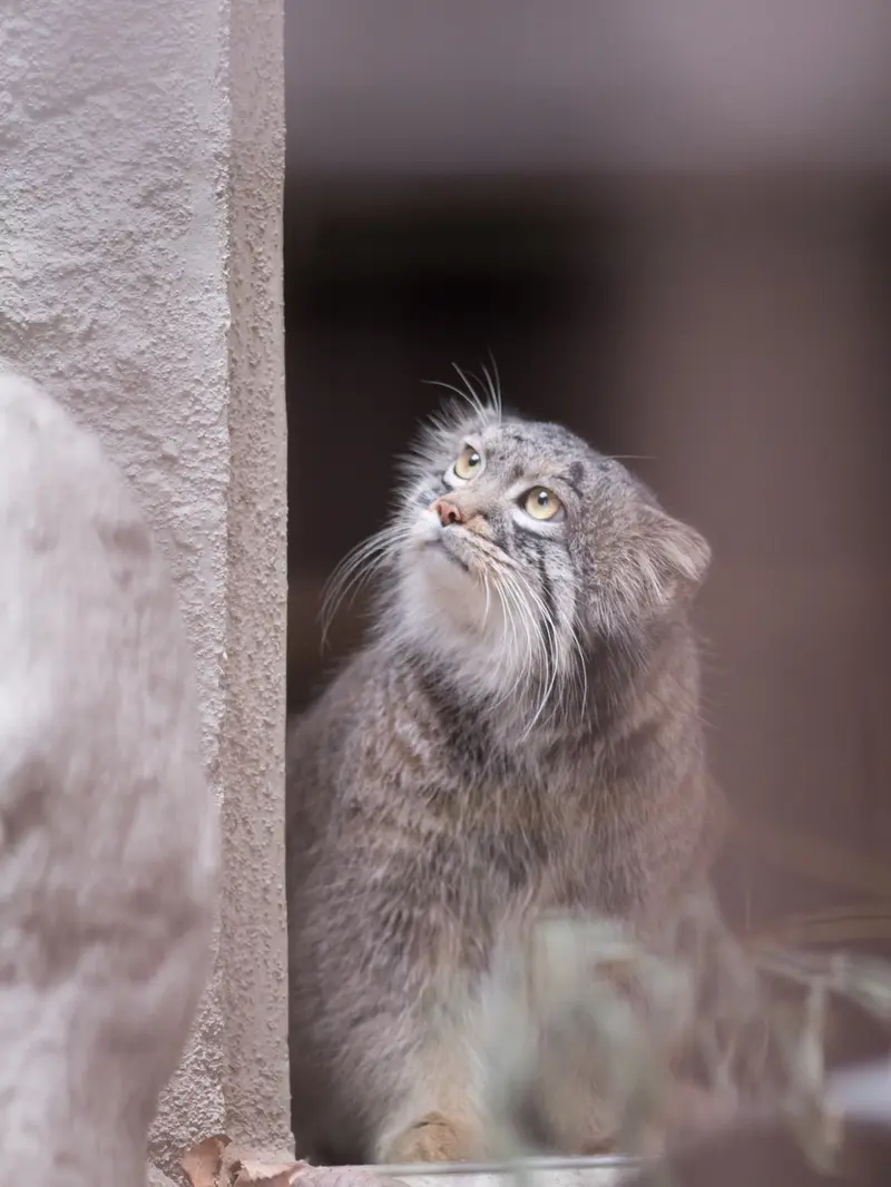 野毛山動物園のフィーガの写真