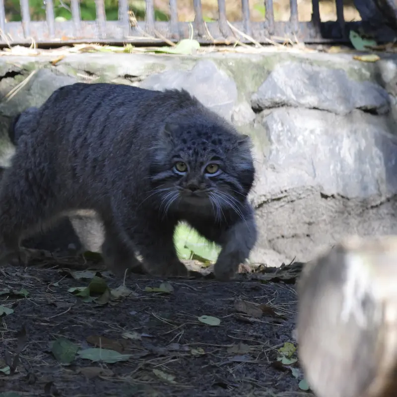 ノヴォシビルスク動物園のメンスの写真