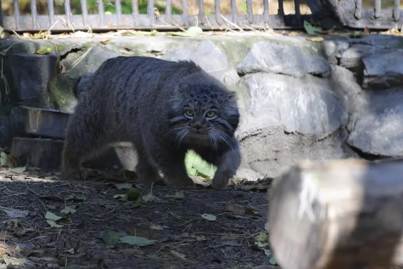 ノヴォシビルスク動物園のメンスの写真