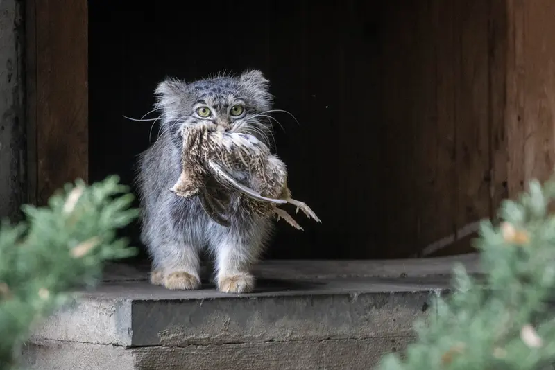 モスクワ動物園のティモフェイの写真