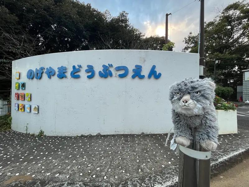 野毛山動物園のマヌルネコの写真