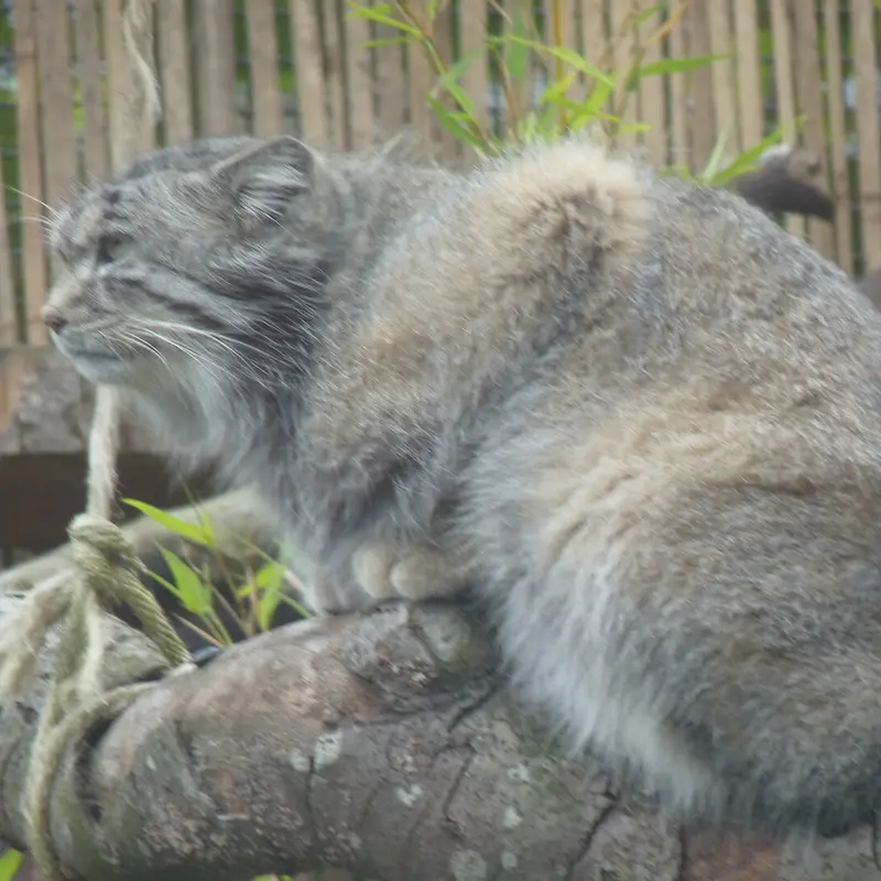 エディンバラ動物園のアキコの写真