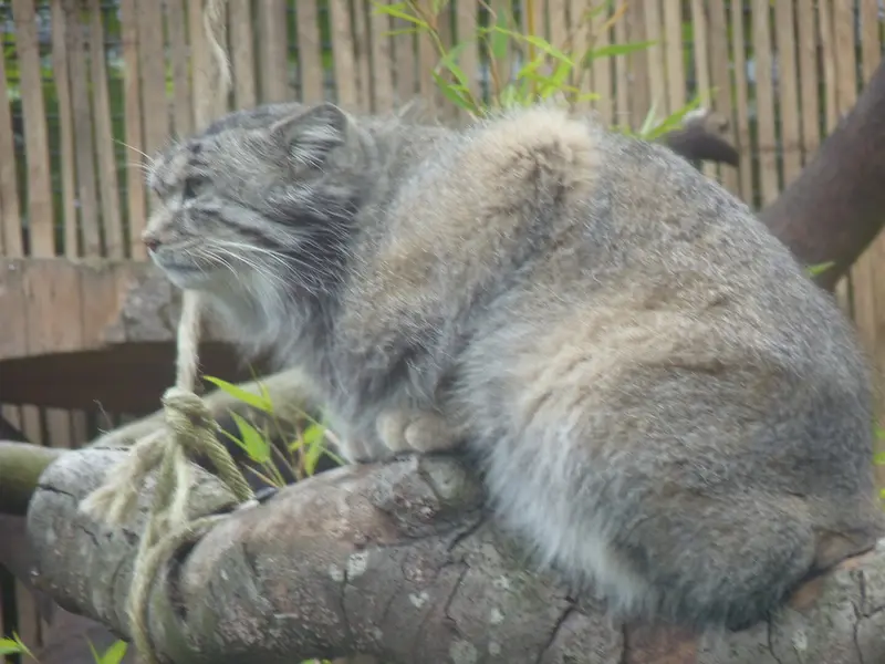 エディンバラ動物園のアキコの写真