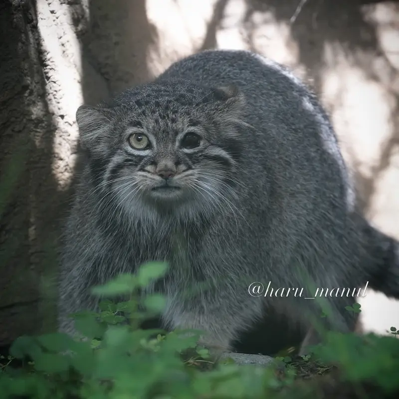 那須どうぶつ王国のアブリコースの写真
